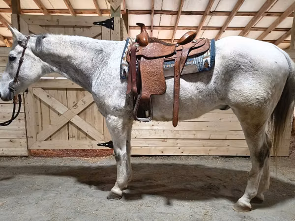 At, Quarter Horse