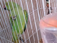 Qəfəslə erkəy 200 azn vatsap əlaqə Nimfa (Cockatiel) tutuquşu və qəfəs — Foto 2