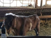 Beran, Assaf sheep — foto 4