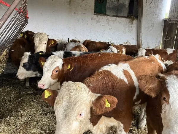 Vache, Simmental cattle