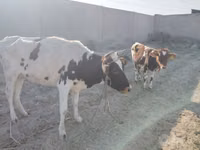 İnek, Simmental cattle — foto 2