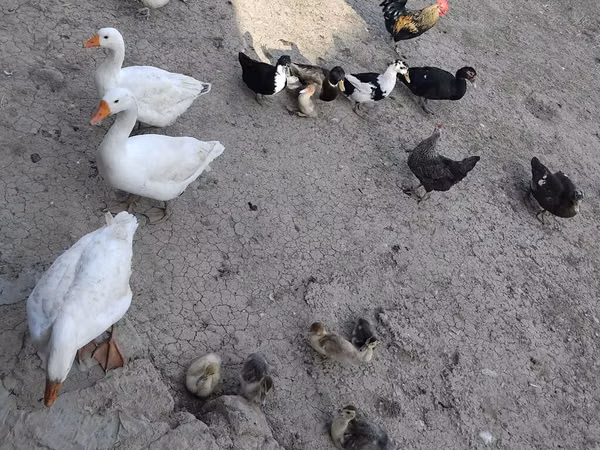 Geese