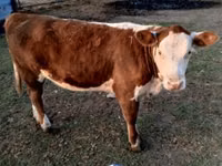 Buqa, Swiss cattle — 4-rasm
