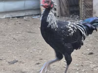 Chickens — zdjęcie 3