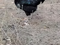Chickens — foto 1