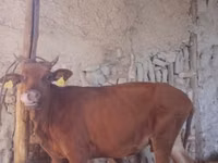 गाय, मवेशी — फ़ोटो 2