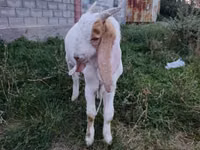 Boucs, Gulabi goats — photo 2
