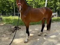 Kobyła, Dutch warmblood horse — zdjęcie 7