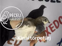 Quails — Foto 7