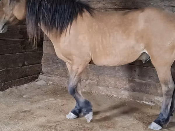 雄馬, Mugalzhar horse