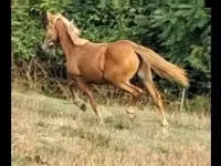 Égua, Haflinger — foto 2