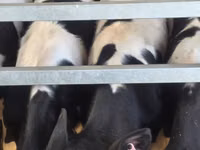 Buqa, Russian Black pied cattle — 8-rasm
