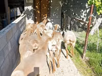 Ovelha, Arashan sheep — foto 8