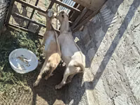 ஆண் வெள்ளாடு, Alpine goat — புகைப்படம் 4