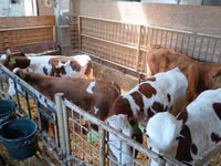 Byk, Simmental cattle — zdjęcie 1