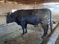 காளை, Swiss cattle — புகைப்படம் 7