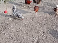 Chickens — foto 6