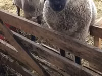 ცხვარი, Blackheaded Persian sheep — ფოტო 1