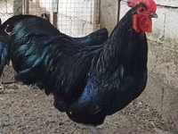 Chickens — photo 1