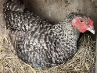 Chickens — Foto 1