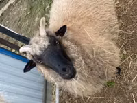பெண் ஆடு, White Suffolk sheep — புகைப்படம் 6