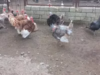 Turkeys — الصورة 3
