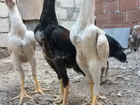 Chickens — zdjęcie 1