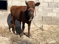 Boğa, Sığır — foto 3