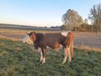 Sigir, Simmental cattle — 3-rasm