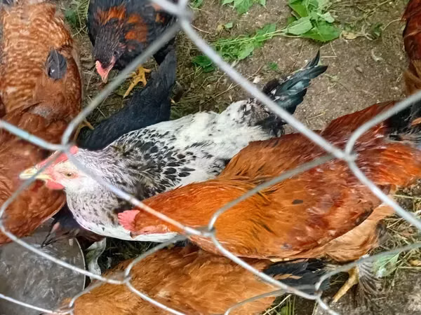 Chickens — Armaniston