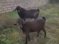 თხა, თხები — ფოტო 2