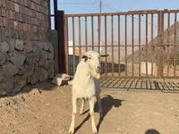 Cabro, Saanen goat — foto 3