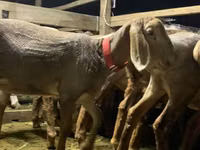 பெண் ஆடு, Arashan sheep — புகைப்படம் 6