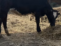 İnək, Swiss cattle — foto 4