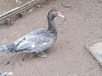 Ducks — 写真 4