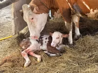 Vache, Race grise hongroise — photo 7