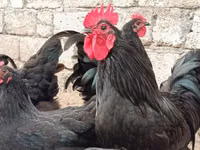 Australorp — photo 1