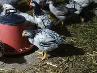 Chickens — foto 4