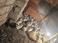 Chickens — zdjęcie 1