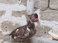 Turkeys — ფოტო 5