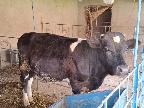 Toro, Ganado vacuno