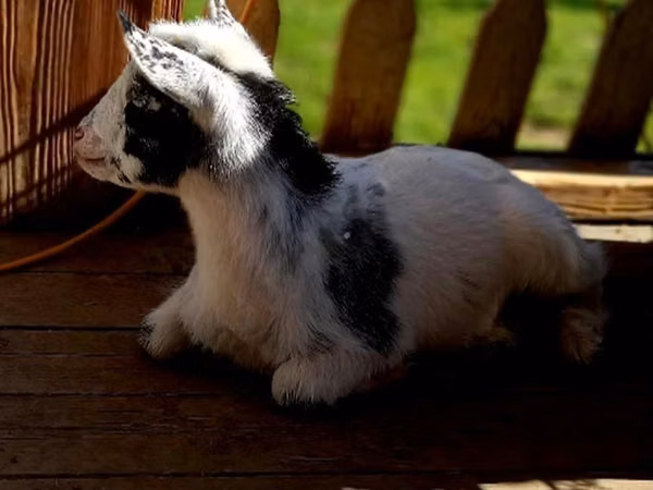 Ешкі, Nigerian dwarf goats