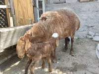 雌羊, Hissar sheep — 写真 2