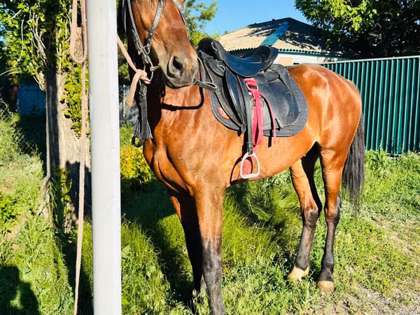 Kůň, Horse breed