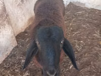 Bélier, Moutons — photo 3