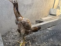 Chickens — foto 1