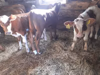Bulle, Simmental cattle — Foto 1
