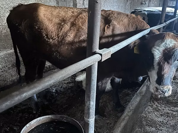 Vache, Bovins