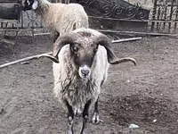 Beran, Ovce — foto 1