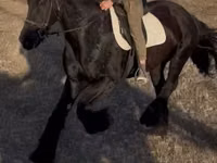 Айғыр, Friesian — 2-сурет